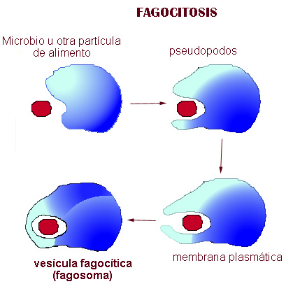fagocitosis